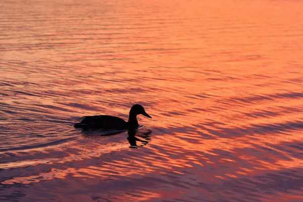 Pato Nadando Lago Con Cielo Rosado Naranja Atardecer Reflejándose Agua — Foto de Stock