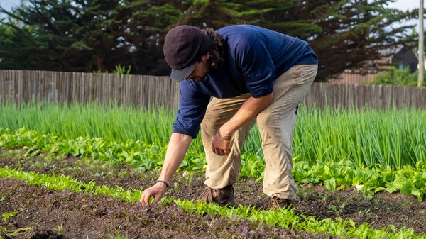 Farmer Hands Plant Lettuce Arugula Plants Garden Soil Organic Farming — Stock fotografie