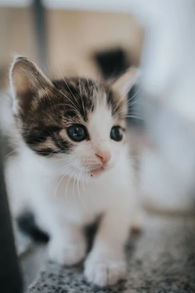 Disparo Vertical Lindo Gato Esponjoso Mirando Con Sus Ojos Azules — Foto de Stock