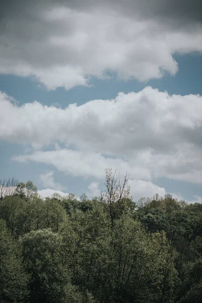 Vertikální Záběr Hustého Lesa Stromy Zamračeném Pozadí Oblohy — Stock fotografie