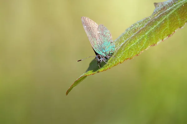 绿发带蝴蝶 Callophrys Rubi 栖息在绿叶上 — 图库照片