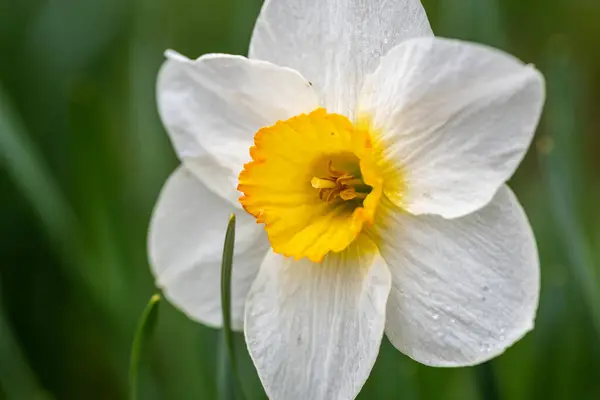 Primo Piano Bellissimo Narciso — Foto Stock