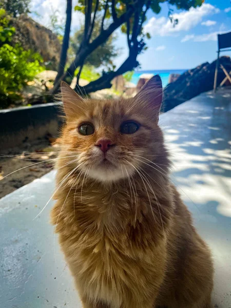 Eine Vertikale Aufnahme Einer Ingwerkatze Freien — Stockfoto