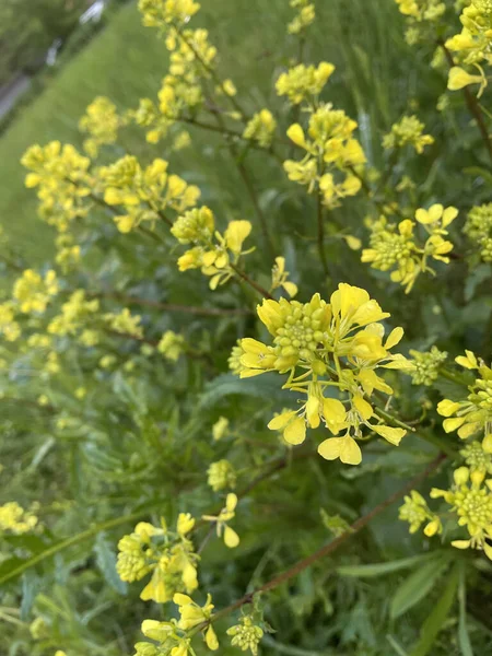 フィールド内の明るい黄色の開花一般的なレイプの閉鎖 — ストック写真