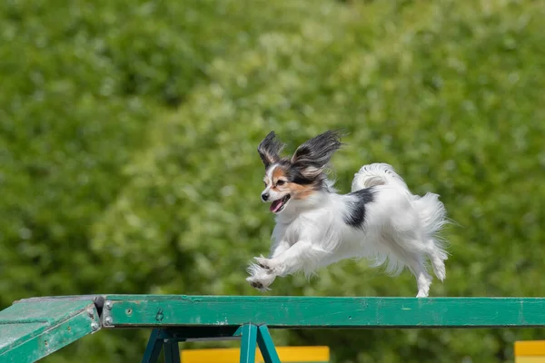 Papillon Bianco Corsa Sul Boom Corso Agilità Cane — Foto Stock