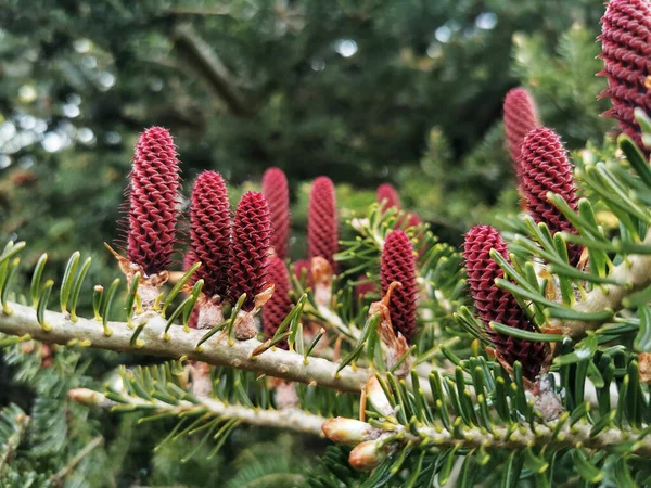 Krásný Záběr Botanické Zahrady — Stock fotografie