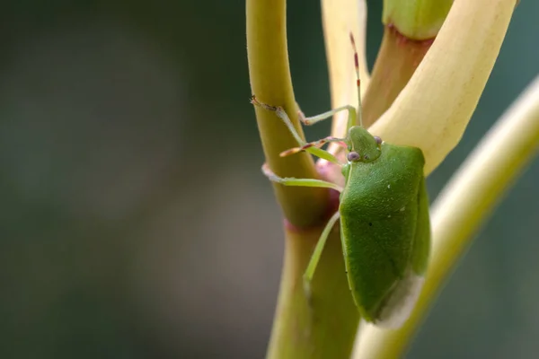 Ένα Κοντινό Πλάνο Ενός Πράσινου Εντόμου Στο Κλαδί Ενός Φυτού — Φωτογραφία Αρχείου