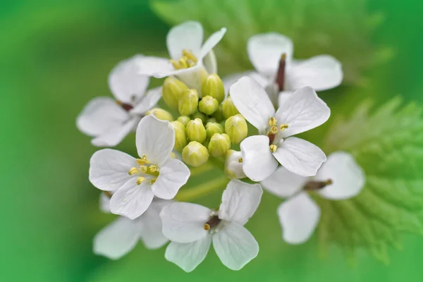 大蒜芥末属植物两年生白花的特写 有绿色框架 — 图库照片