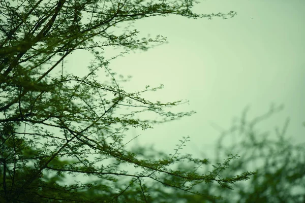 Uno Sfondo Naturale Verde Con Cielo Limpido Foglie Sui Rami — Foto Stock