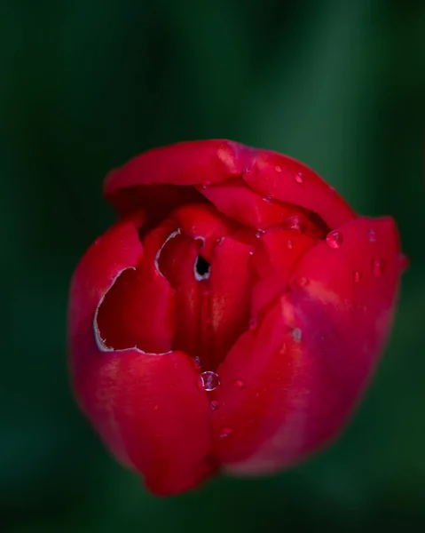 Closeup Shot Red Tulips — Stock Photo, Image