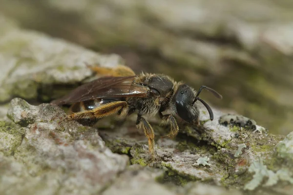 苔藓石上的一种雌蜂的特写镜头 它是一种普通的毛孔蜜蜂 — 图库照片