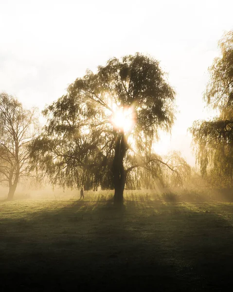 Árbol Rodeado Niebla Con Sol Madrugada Brillando Través Las Hojas —  Fotos de Stock