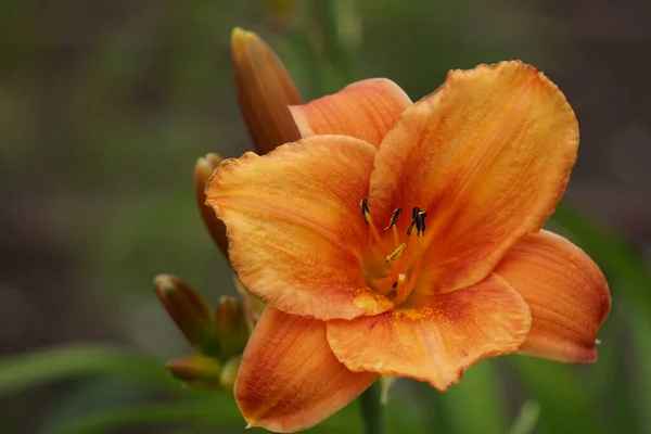 Eine Orangefarbene Taglilie Blüht Garten — Stockfoto
