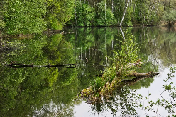 Une Vue Naturelle Lac Calme Avec Reflet Des Arbres Surface — Photo