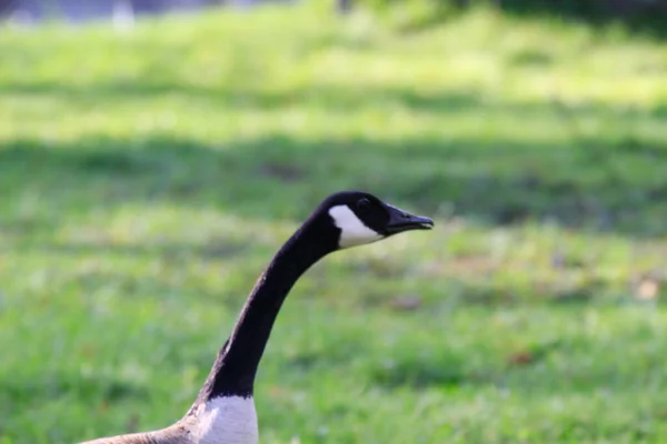 Beautiful Canada Goose Park — Stock Photo, Image