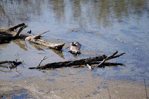 Droge Houten Stammen Takken Worden Oever Van Het Meer Gegooid — Stockfoto