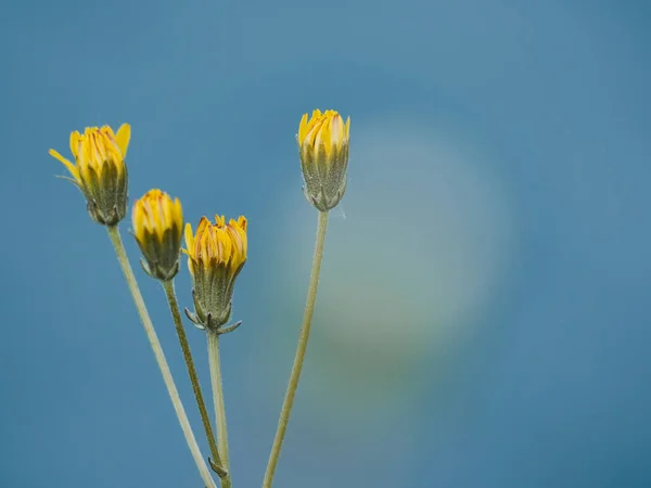 Gros Plan Groupe Fleurs Sauvages Jaunes Avec Hautes Tiges Dans — Photo