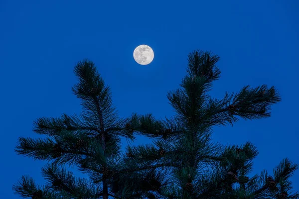 Belo Tiro Lua Cheia Com Uma Árvore Primeiro Plano — Fotografia de Stock