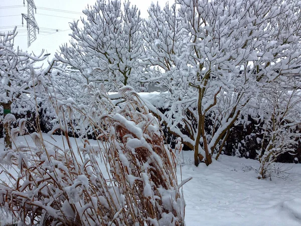 Снимок Сада Деревьями Зимой — стоковое фото