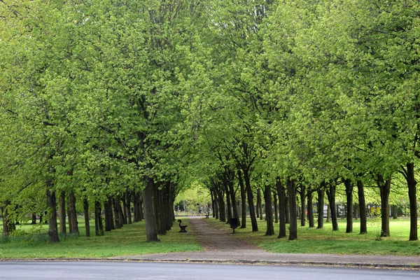 美しい緑の木々を抜ける道 — ストック写真