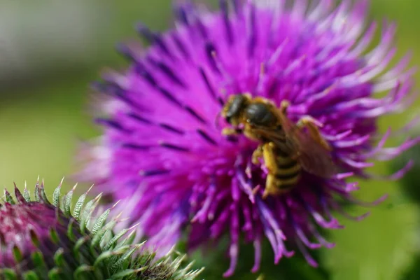 Západní Včela Opylující Fialový Bodlákový Květ Bez Švestek Kvetoucí Zahradě — Stock fotografie