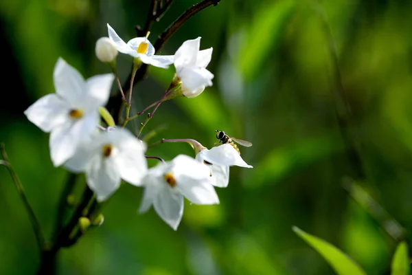 Detailní Záběr Bílých Bramborových Květů — Stock fotografie
