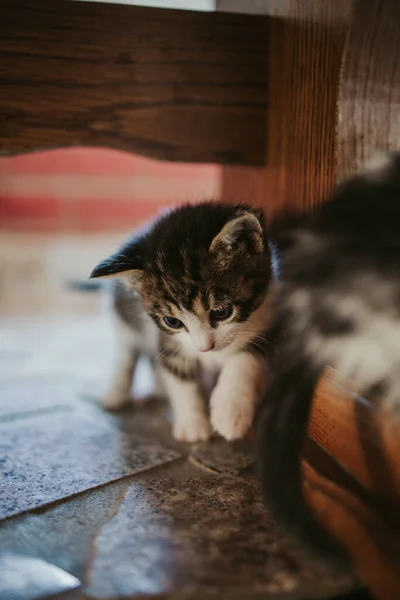 Primer Plano Vertical Lindo Gatito Rayado Con Ojos Brillantes — Foto de Stock