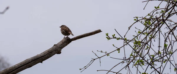 Een Natuurlijk Uitzicht Van Een Bruine Mus Zittend Een Boomtak — Stockfoto