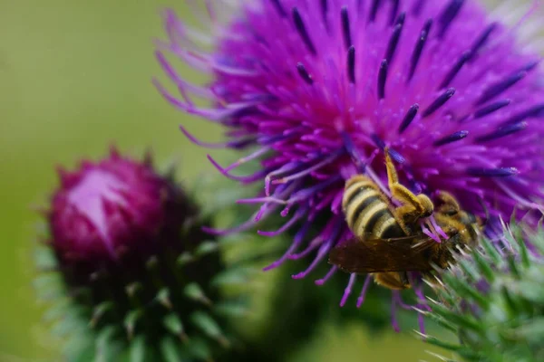 Západní Včela Opylující Fialový Bodlákový Květ Bez Švestek Kvetoucí Zahradě — Stock fotografie