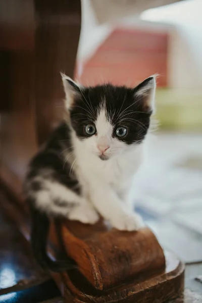 Tiro Close Vertical Gatinho Listrado Bonito Com Olhos Brilhantes — Fotografia de Stock