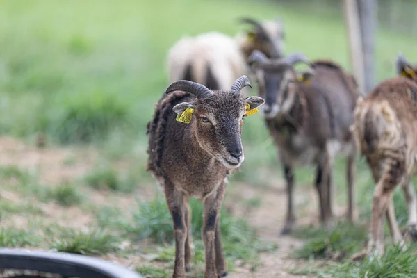 stock image A shallow focus shot of a goat on a blurred backgroun