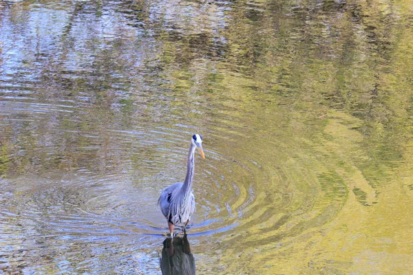 Una Gran Garza Azul Lago — Foto de Stock