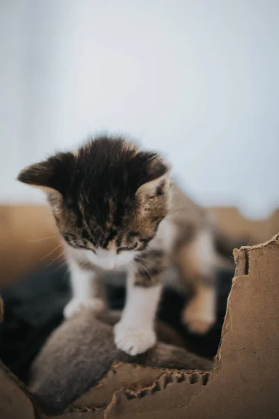 Çizgili Şirin Bir Kedi Yavrusunun Dikey Yakın Çekimi — Stok fotoğraf