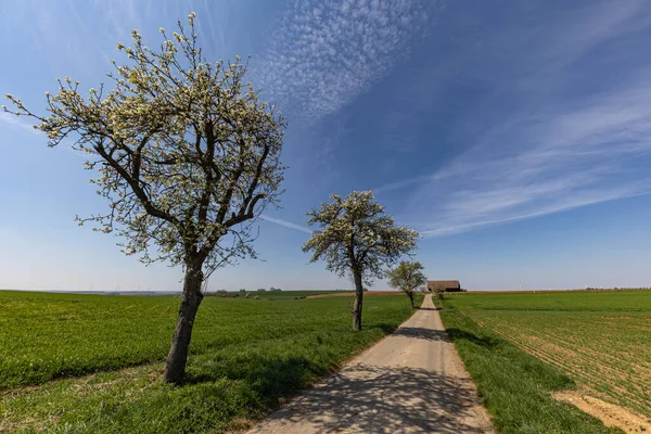 Frühlingslandschaft Mit Ausgesäten Feldern Und Blauem Himmel — Stockfoto