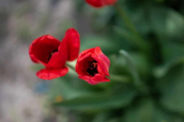 Close Tulipas Vermelhas — Fotografia de Stock