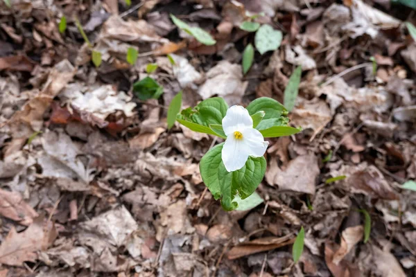 Foco Seletivo Uma Flor Branca Trillium Crescendo Chão Floresta — Fotografia de Stock