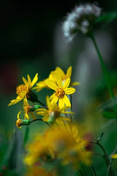 Een Selectieve Focus Van Gele Wilde Bloemen Bloeien Een Veld — Stockfoto