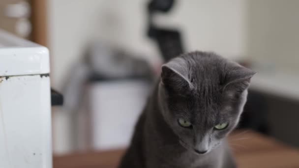 Vertical selective shot of a brown and white cat on the blurry background of trees — Stock Video