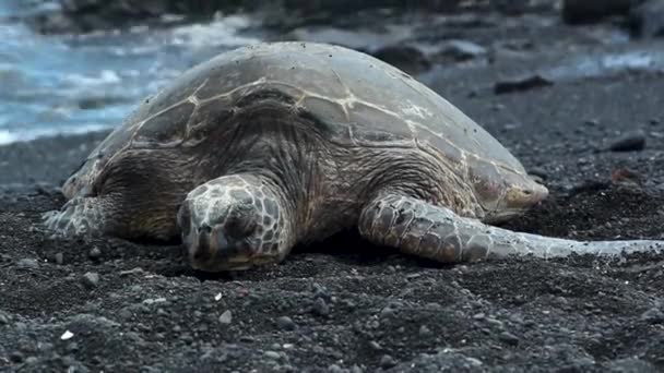 Een Close Shot Van Schildpad — Stockvideo