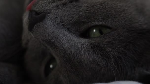 Rendering Cute Grey Cat Green Eyes — Stock Video