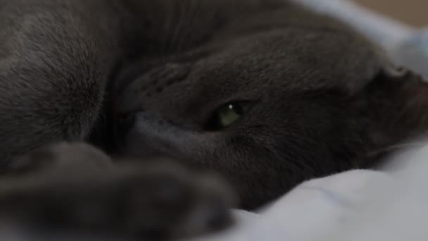 一只长着绿眼睛的可爱灰猫在床上的4K渲染 — 图库视频影像