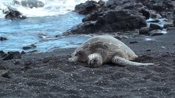 Closeup Shot Turtle — Stock Video