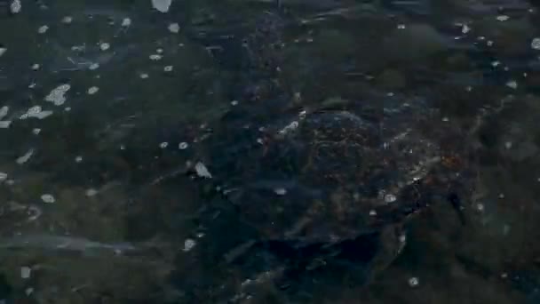 一只乌龟的特写镜头 — 图库视频影像