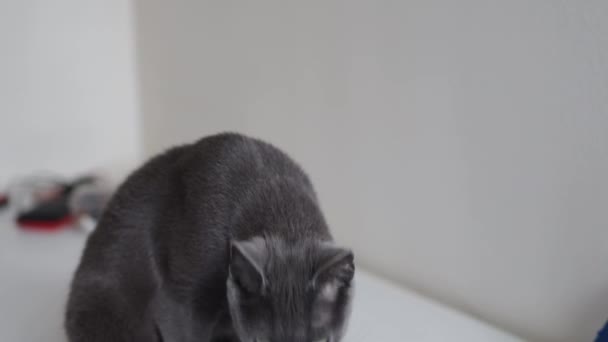 Vertical selective shot of a brown and white cat on the blurry background of trees — Stock Video