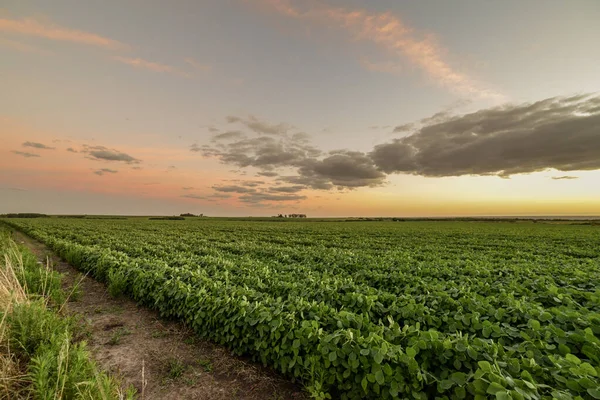 夕日の間に植えられた大豆と畑 フアン ラカゼの郊外 コロニア ウルグアイ — ストック写真