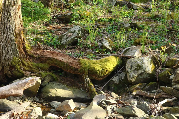 Rocce Muschiose Sotto Albero Una Foresta — Foto Stock