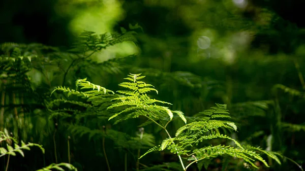 Close Plantas Verdes — Fotografia de Stock