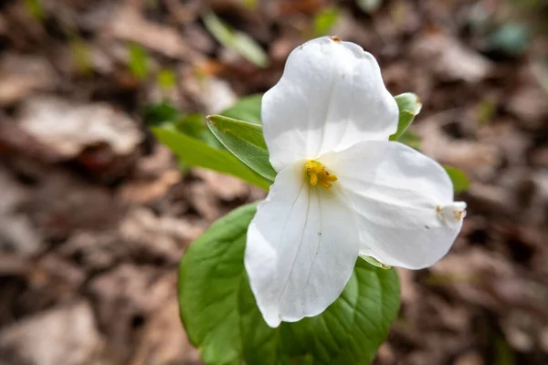 Fehér Trillium Virág Szelektív Fókusza Virágzik Egy Mezőn Homályos Háttérrel — Stock Fotó