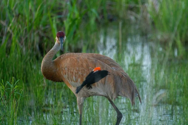 Une Grue Canada Merle Ailes Rouges Dans Étang — Photo