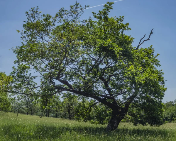 Hermoso Árbol Verde Contra Cielo Con Estela — Foto de Stock